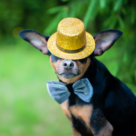 dog in a hat and a bow tie, an image of a magician, a circus artist, an artist. Natural green background, space for textの写真素材