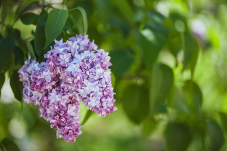 Delicate lilac on green, natural background, space for text, postcardの写真素材