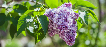 lilac on green, natural background,  postcardの写真素材