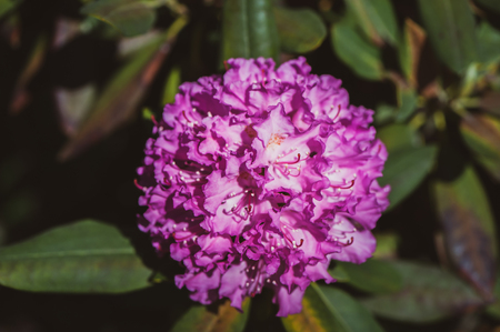 Rhododendron in the garden close-upの写真素材