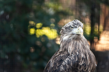 Portrait of a large gray eagle, space for text, tonedの写真素材