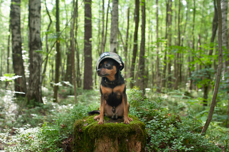 A dog,  terrier in the forest. Concept dog assistant, soldierの写真素材