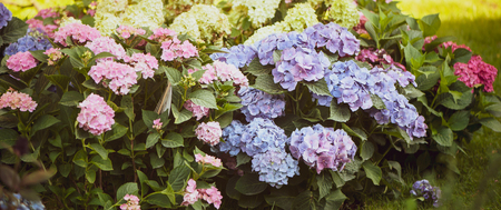 Flowers blue and pink hydrangeas in the garden, toned, stylish photoの写真素材