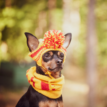 Dog in a scarf and hat in an autumn park. Theme of autumn. Funny puppy of the toy-terrierの写真素材