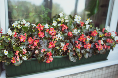 Colourful Flowers on the window, French style, Balcony flower boxの写真素材