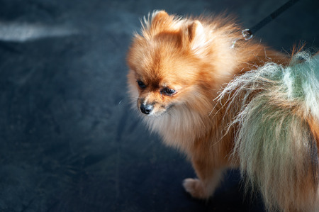 Beautiful orange dog pomeranian Spitz, top view, space for textの写真素材