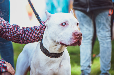 White pitbull with eyes of different colors, Exhibition of dogs, Staffordshire Terrier dog with the ownersの写真素材