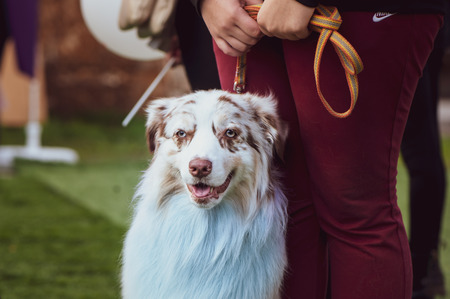 Exhibition of dogs, australian shepherd  with the owner