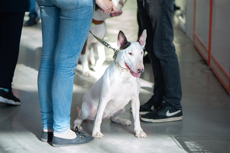 Exhibition of dogs,  white  Bull Terrier with the ownersの写真素材