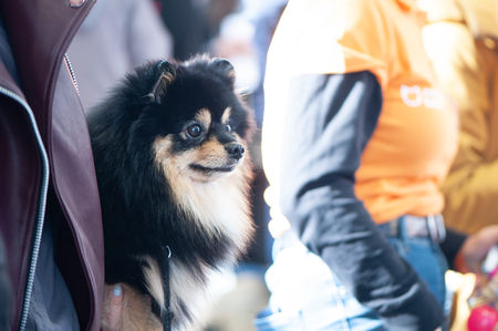 Spitz at the Dog Show at the hands of the ownerの写真素材