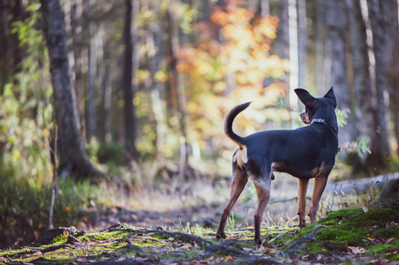 Dog, a toy terrier, a stylishly dressed little dog in a sweater and a sheepskin coat, against the backdrop of late autumn. Clothes for dogs.の写真素材