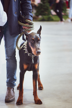 Exhibition of dogs, Doberman with the owneの写真素材
