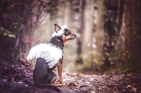 Angel dog, portrait of a dog in the image of an angel, in a wreath and with white wings. Symbol of kindness and friendship of dogs.の写真素材