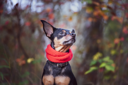 Smart dog  terrier with ideal data stands in the autumn forest.Wearing a red scarf. Picturesque portrait of a dog.の写真素材