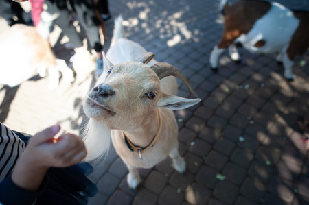 Ð¡hildren feed goatsの写真素材