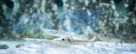 Great barracuda , Fish swimming in the ocean