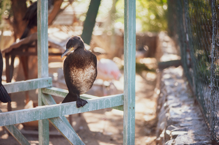 Great cormorant sits on a pole at the zooの写真素材