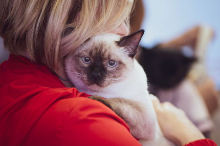 Thai cat in the hands of the owner, exhibition of pet  animalsの写真素材