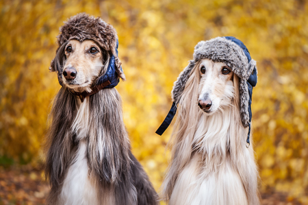 Two stylish Afghan hounds, dogs, in funny fur hats on the background of the autumn forest. Concept clothes for animals, fashion for dogsの写真素材