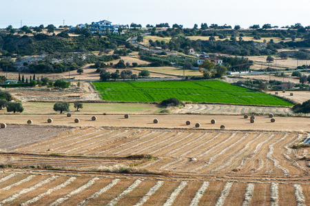 Big  round bales of straw, sheaves, haystacks on the field in the rays of the sun