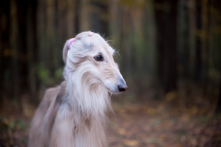 Dog, gorgeous Afghan hound   with original fitness hairstyle,   against the background of the autumn forest, space for textの写真素材