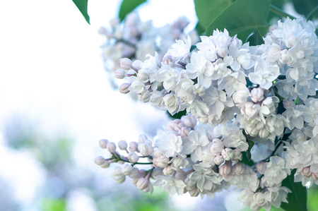 White lilac on a flowering bush, on a natural natural backgroundの写真素材