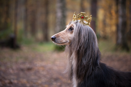 Dog in the crown,   afghan hounds ,  in royal clothes, on a natural background. Dog lord, prince, dog power themeの写真素材