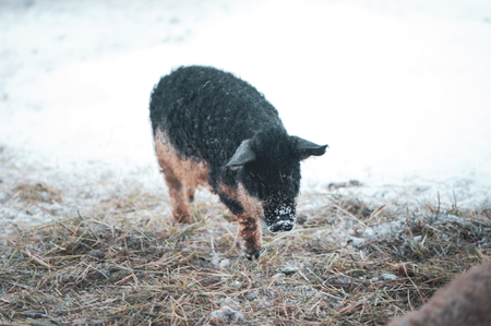 Cute Sus scrofa domesticus,  Black Mangalica pig  potraitの写真素材