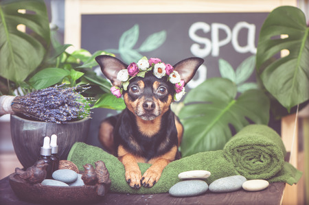 Massage and spa, a dog  among the spa care items and plants. Funny concept grooming, washing and caring for animalsの写真素材