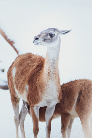 Two Guanacos, mother and baby on a natural winter background, portraitの写真素材