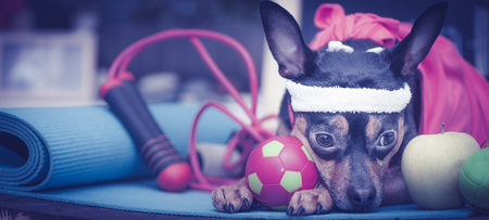 Tired dog  after workout. Pet Fitness , sport  and lifestyle concept.   Fitness and Sports Motivationの写真素材