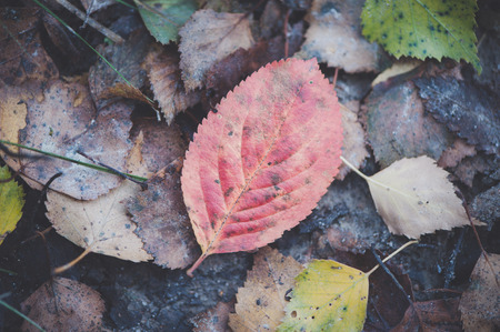 Bright autumn leaves. Autumn background.の写真素材