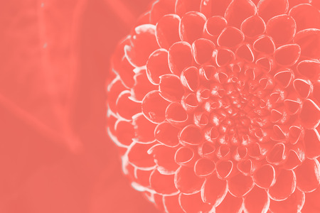 Dahlia, flower background, close-up  in Colour of the year 2019 - Living Coralの写真素材