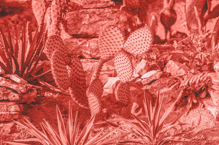 Cactus, scarlet, evergreen plant in Colour of the year 2019 - Living Coral