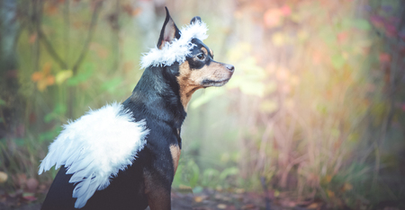 Angel dog, portrait of a dog in the image of an angel, in a wreath and with white wings. Symbol of kindness and friendship of dogs.の写真素材