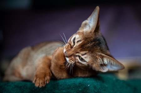 Beautiful Abyssinian  kitten washes, licks the foot  Close-up portraitの写真素材