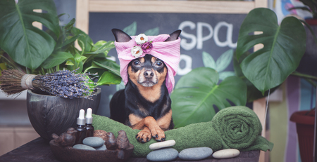 Â Cute pet relaxing in spa wellness . Dog in a turban of a towel among the spa care items and plants. Funny concept grooming, washing and caring for animalsの写真素材