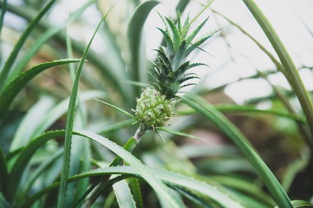 Small pineapple growing in natural conditionsの写真素材