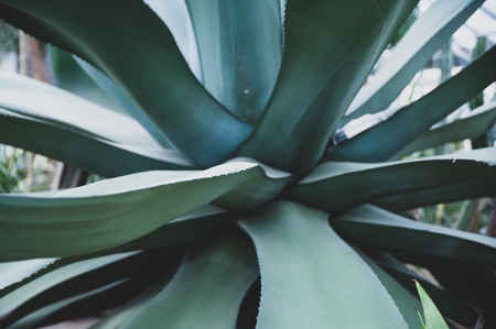 Huge agave close-up in natural conditions, tropical patternの写真素材