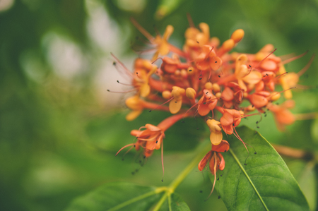 Colorful orange and yellow blooms of Saraca  indica , space for textの写真素材