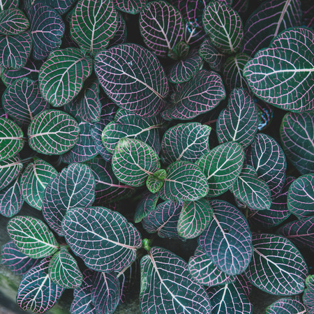 Carpet of tropical plants , summer spring background, stylishly tinted pattern of jungle leavesの写真素材