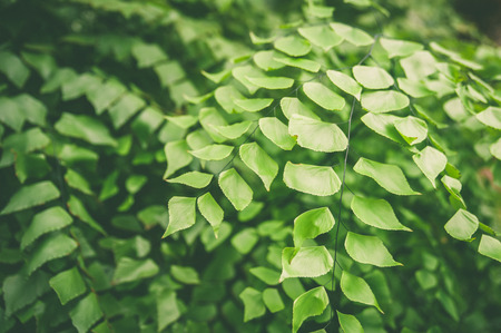 Green leaves of tropical fern plants,  green jungle summer background  in  vintage toneの写真素材