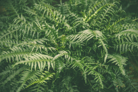 Green leaves of tropical fern plants,  green jungle summer background  in  vintage toneの写真素材