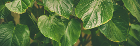 Banner Green leaves of tropical  plants,  green jungle summer background  in  vintage toneの写真素材