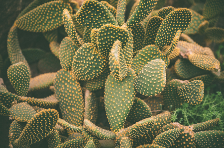 Exotic cactus background yellow  tone tropical patternの写真素材