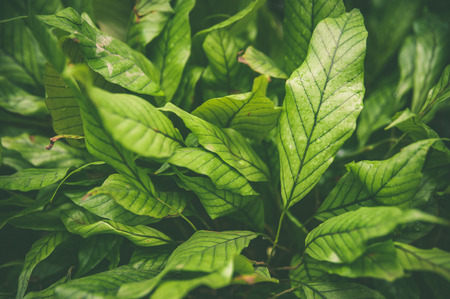 Carpet of tropical plants , summer spring background, stylishly tinted pattern of jungle leavesの写真素材
