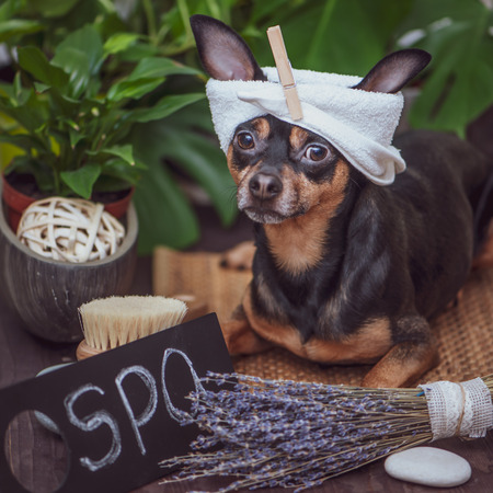 Dog spa , Â Cute pet  relaxing in spa wellness , Funny concept grooming, washing and caring for animalsの写真素材