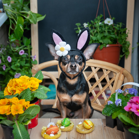Dog dressed as an Easter bunny in a hat and scarf surrounded by flowers, the theme of spring and summer and Easterの写真素材