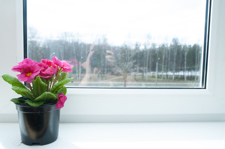 Flower in a pot on the windowsill, pink primula, space for textの写真素材