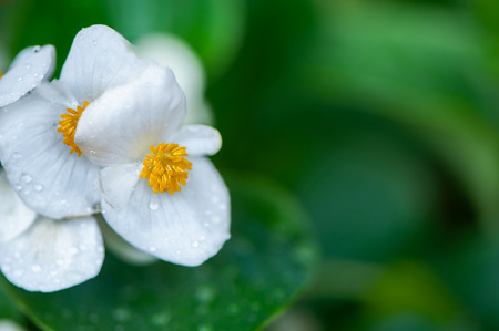White  flowers begonias macro, spring-summer decorative flowers flowers, space for text 